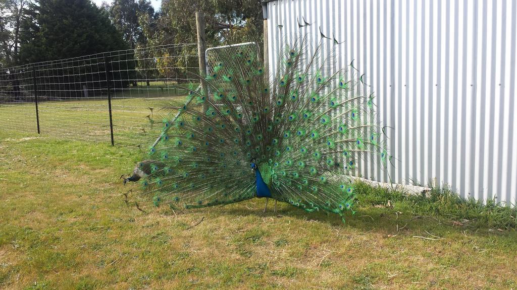 Halls Haven Holiday Units Halls Gap Exterior foto